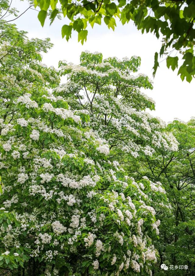 人间四月芳菲盛 桐油花开醉迷人