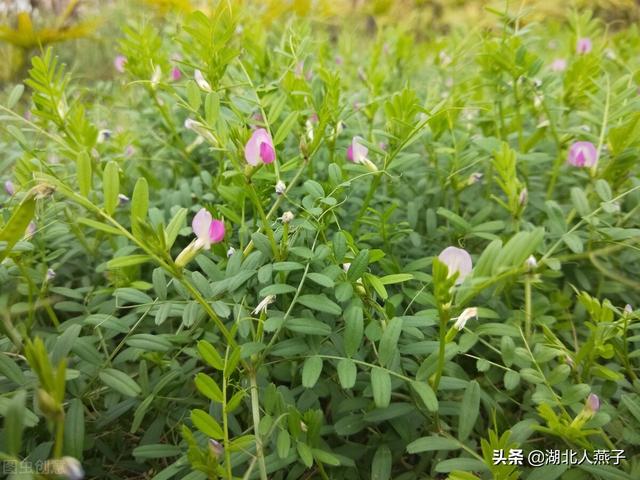 野菜的种类