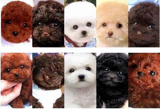 泰迪犬的种类图片