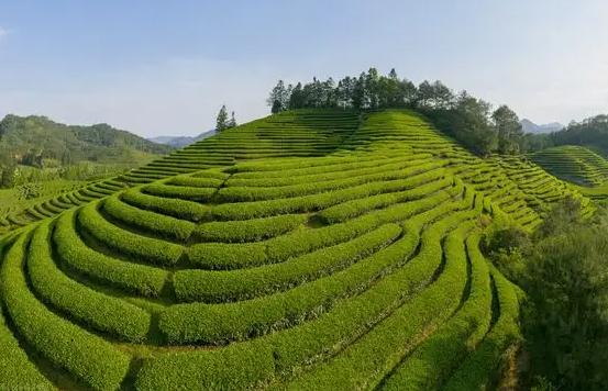 绿茶放了10年还能喝吗？绿茶的最佳饮用期，到底是多长时间？