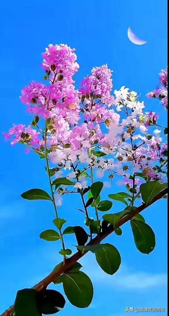 一花一叶即菩提，一草一木皆有情