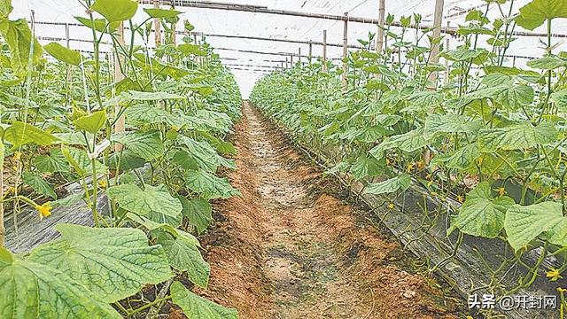 种大棚蔬菜走上致富路