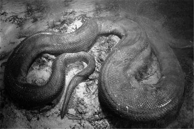 四川发现一条罕见巨蟒，四川出现的五十米大蛇你见过吗