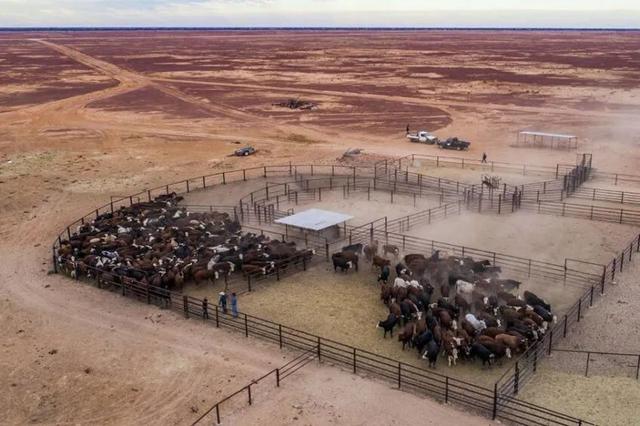 澳洲小混混们令居民头痛不已，当局出狠招：拉他们去偏僻乡下养牛