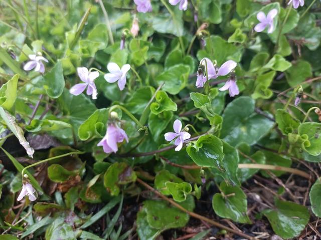田边常见的如意草,常见心形草