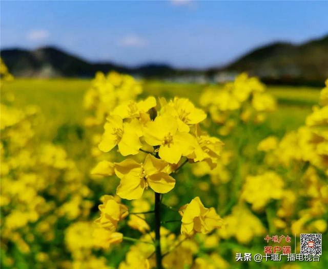 惊艳了！郧阳最美油菜花海藏不住了