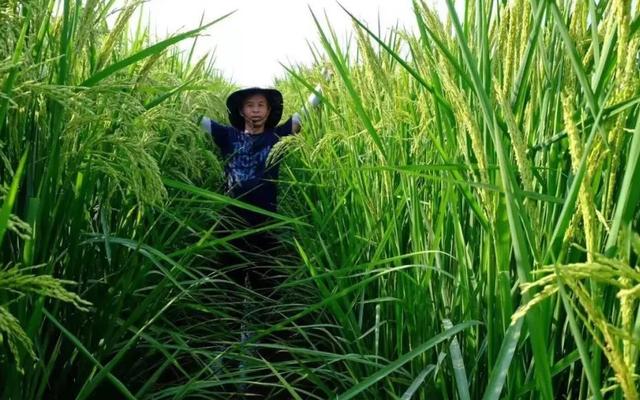 2米“巨型稻”亩产1600斤，袁老“禾下乘凉梦”成真，穗比扫帚长