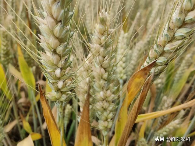 小麦三遍药，在这三个关键期喷施，杀虫治病效果好增产又显著