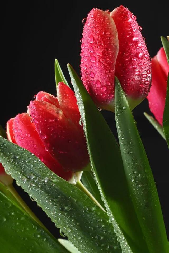 花的世界，芬芳美丽；醉了眼眸，美了心情