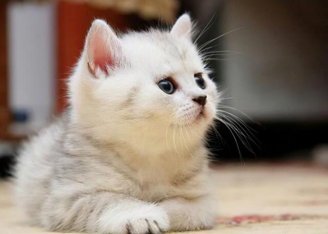 养土猫真的很丢人吗?