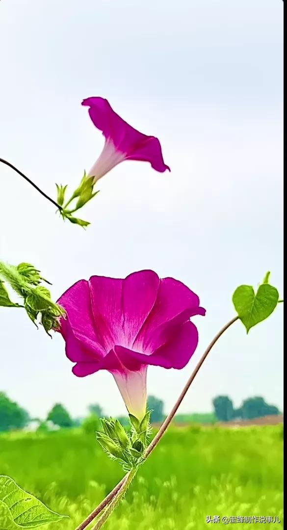 留一份闲情与花草为伴，存一份美好与愉悦的心情