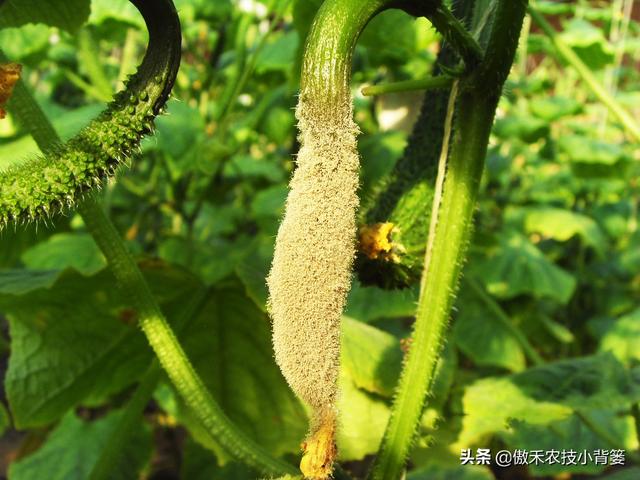 春季低温阴雨天气容易发生灰霉病，瓜果蔬菜开花坐果期要重点防治