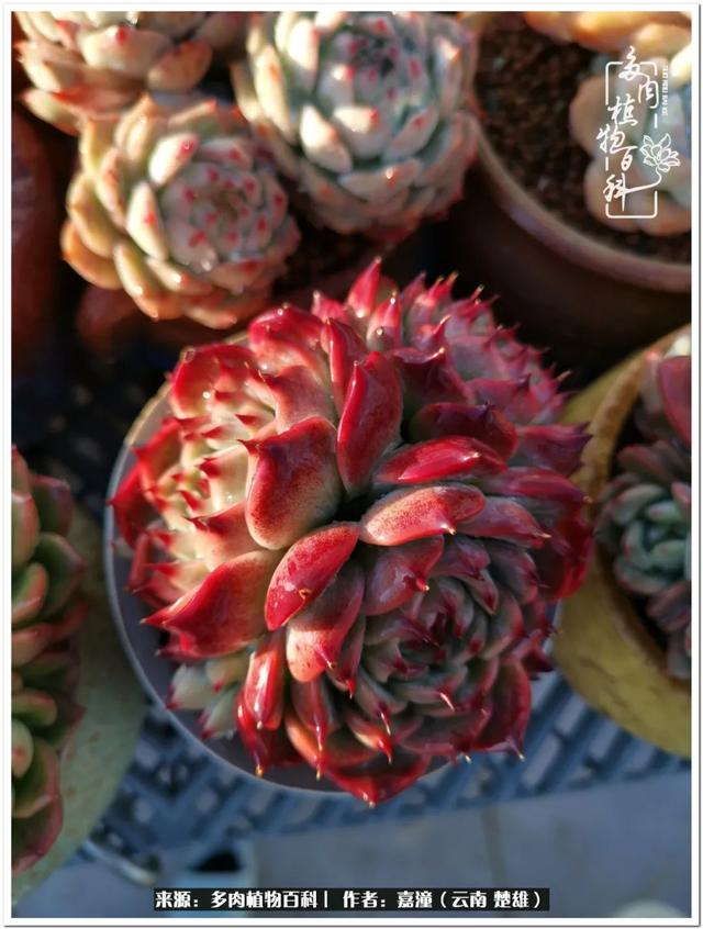 玉蝶铜芯电线价格表4平方,玉蝶铜芯线今日价格