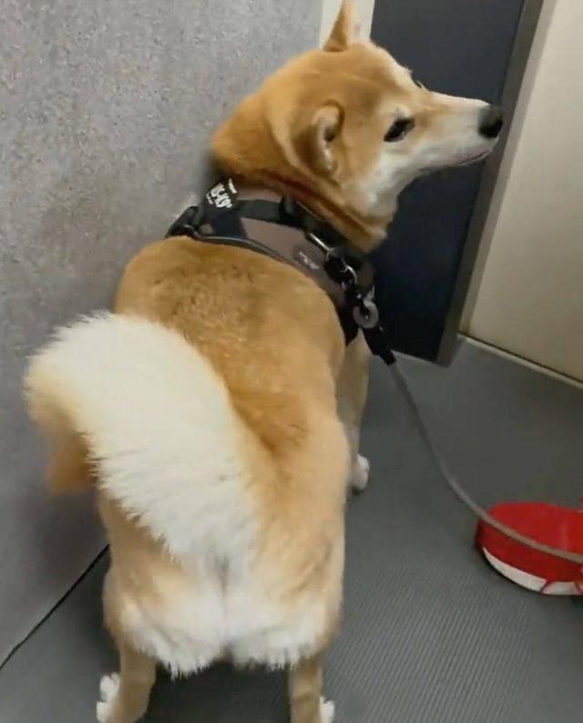 [微信小鲤鱼怎么买]，柴犬表情包动图gif