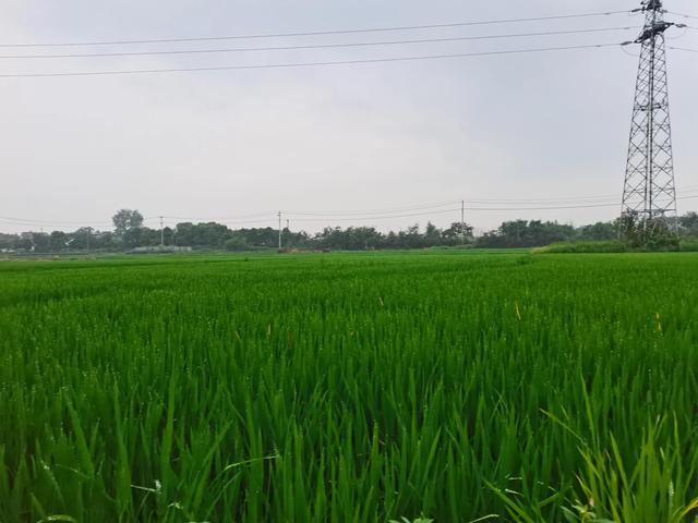 夏天三宝——竹凉席，芭蕉扇，蚊帐的年代