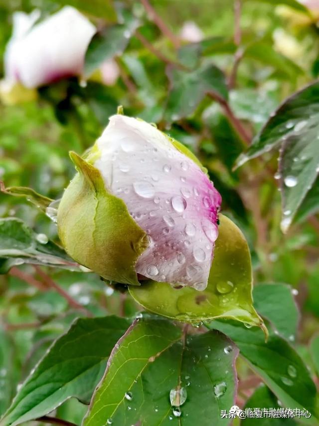 雨后河州牡丹 水珠欲滴 太美了