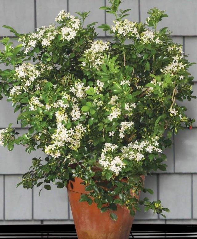 5月花 5月花  5月花开的唯美句子 生活