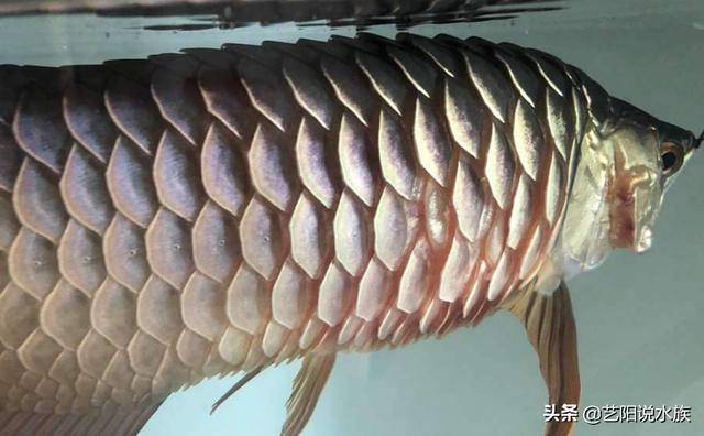 龙鱼鳞片看见