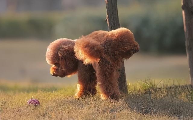 狗狗抬脚有什么危害(狗狗脚受伤能好吗)-艾拉养犬