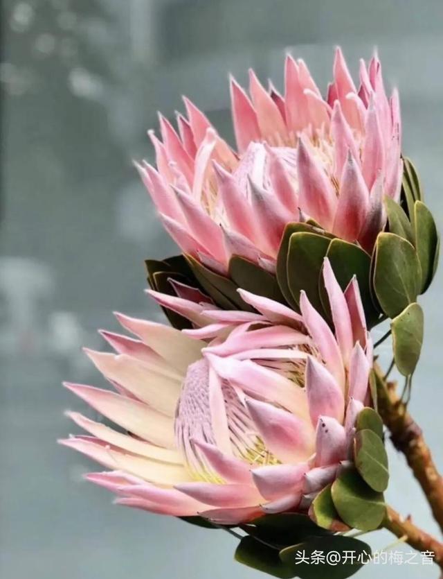 帝王花