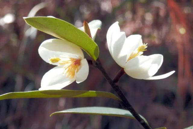乡下野生的花有哪些（7种野生保护花再漂亮也别买）(4)