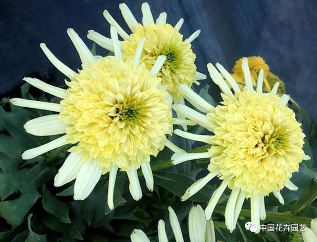 新年伊始各大育种公司新品迭出 | 每周国际花讯