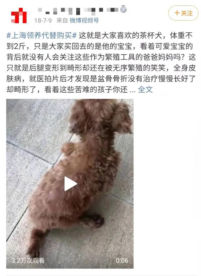 泰迪茶杯犬