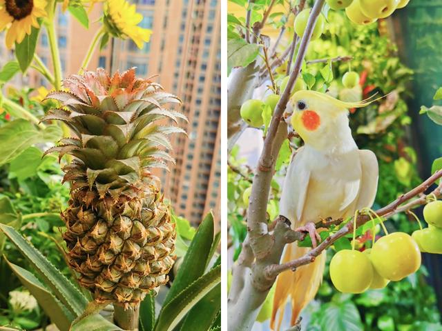 小夫妻在5.9㎡阳台种菜，疫情下蔬果不断