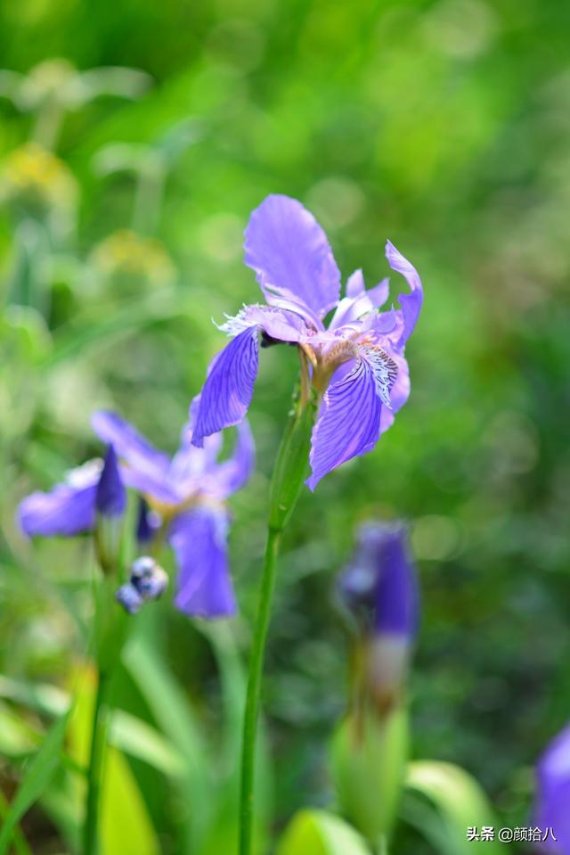 蝴蝶花图片