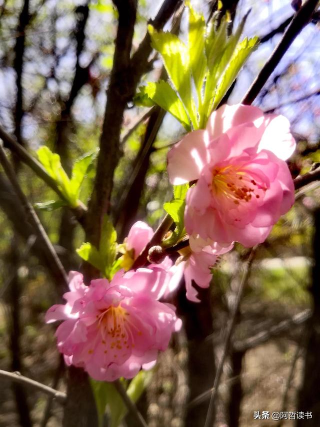 榆叶梅，是绿叶对鲜花的赞美，更是花与叶的相互点缀，相依相偎