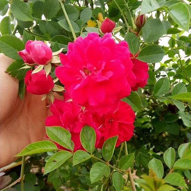 曾經的4種「網紅花」值不值得入手？我都體驗過，說說真實的感受 - 天天要聞