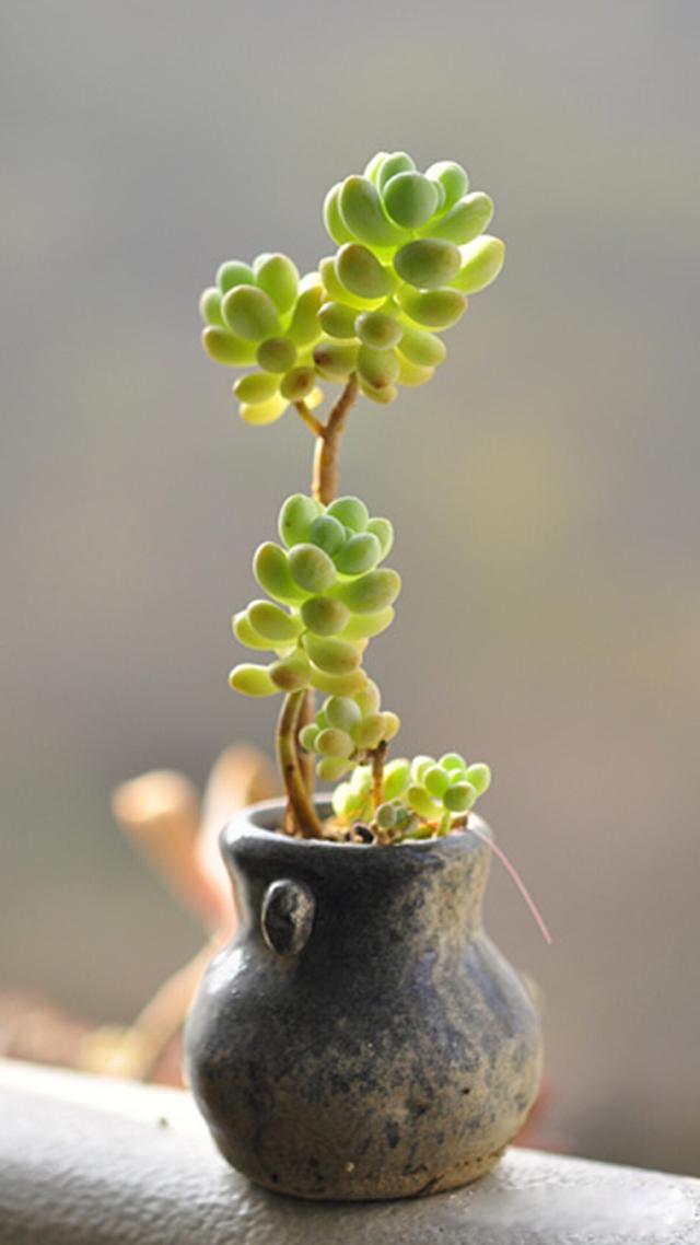 肉肉植物