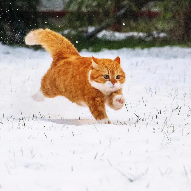 雪中飞