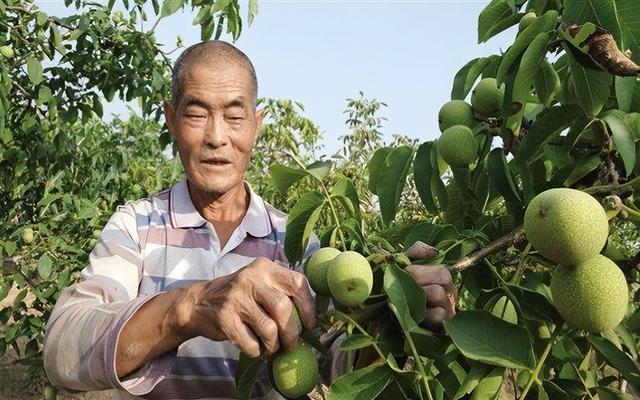 核桃是血管清道夫？研究发现：核桃让血管更健康，怎么吃才正确？