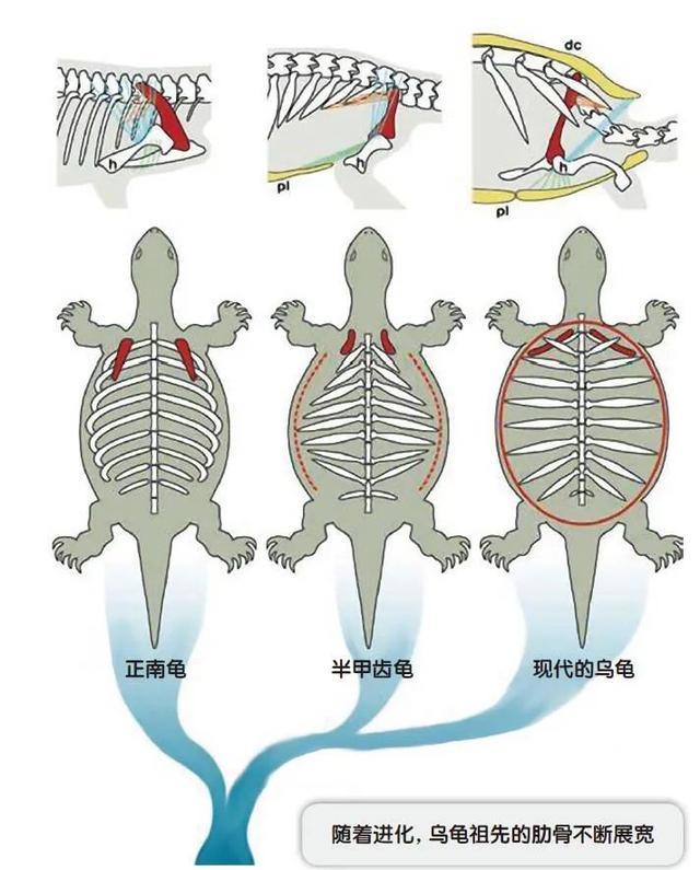乌龟为何成了科学家们的“噩梦”？堪称进化论的“终极BUG”