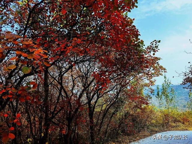 济南红叶谷自驾游免费（济南赏红叶跑山）(13)