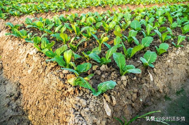 清明节快到了，这些瓜果蔬菜准备种植了，但要注意几点