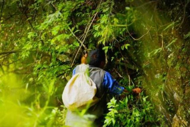 最后的“采燕人”：一斤售价2万6，每次浑身衣服湿透，儿子不肯学