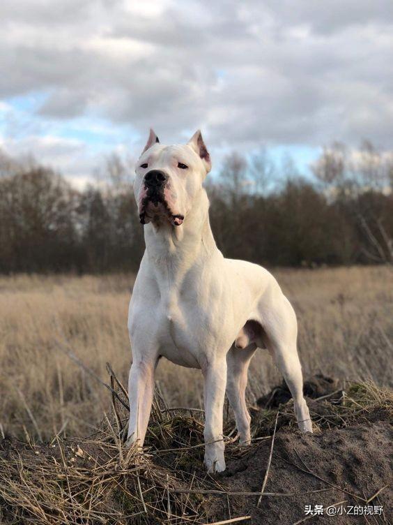 库达犬 库达犬(库达犬打架视频大全) 创业融资