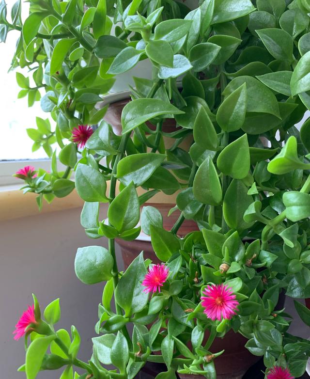 代表爱情的花