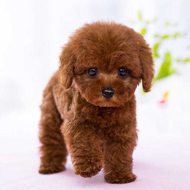 黑色毛的狗狗长白毛了(黑色泰迪胸口有一撮白毛是正品吗)-艾拉养犬