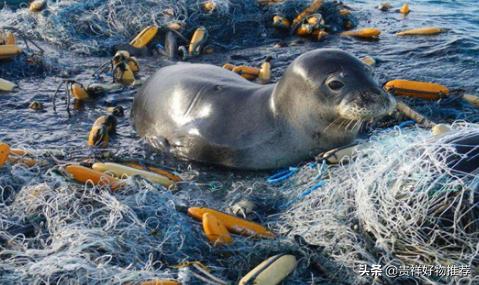 海洋上的垃圾害死了多少生物 新闻时间