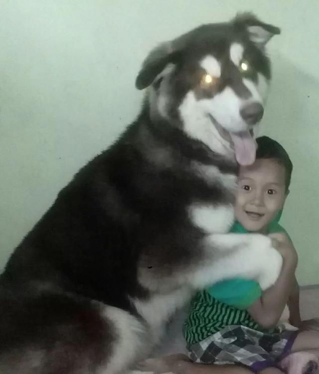 突发！缅甸著名网红“养熊人”被熊咬死，爱犬救主心切也命丧熊口