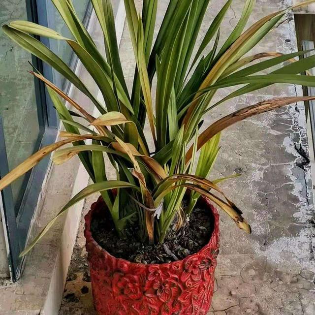 12月下旬逛花市 这5花就别买了 真的不好养 全网搜