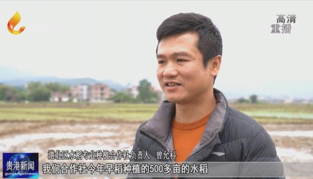 港北区今年早稻插秧15万亩