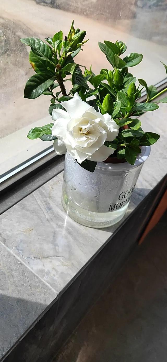 花开的季节，希望一切安好