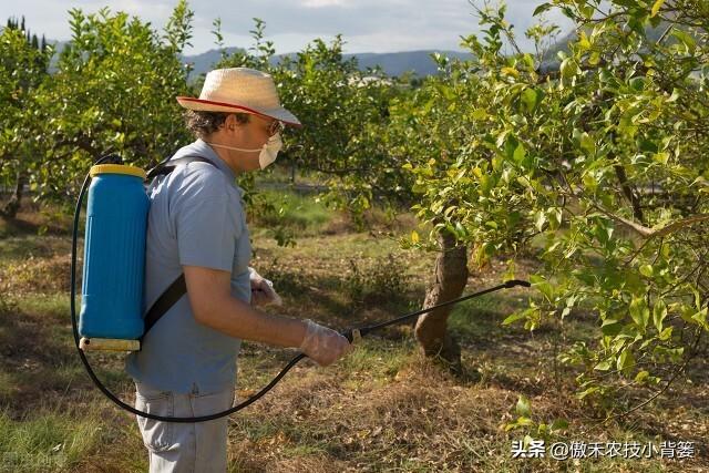 植物生长调节剂＝激素？其功能作用、药害症状及补救方法有哪些？17