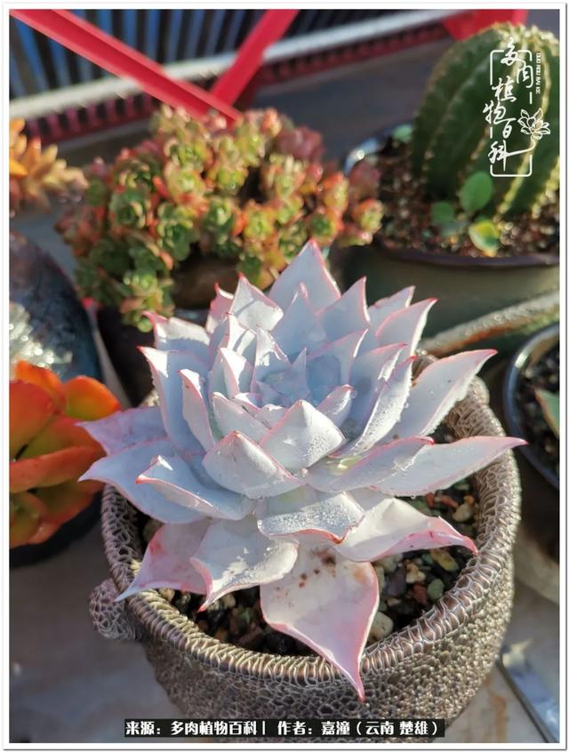 玉蝶铜芯电线价格表4平方,玉蝶铜芯线今日价格