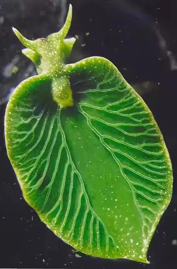 海洋生物图片