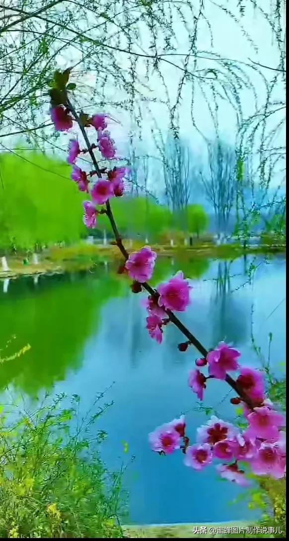 岁月，就是一场花开，花开时鲜艳夺目，芬芳浓郁，蝴蝶也随之而来